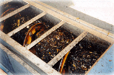 Screened rags and debris removed from digester sludge
